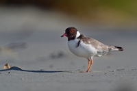 Kulik cernohlavy - Thinornis cucullatus - Hooded Plover o4815